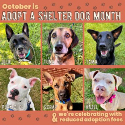 Partners Help Spread the Word about Adoptable Dogs