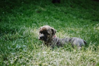 Jefferson County Dog Control & Fuccillo Subaru Loves Pets 2023