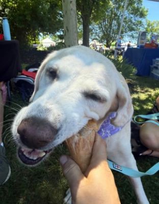🐾 A HUGE Thank You to Glanzmann Subaru! 🐾