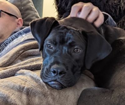 Draco Finds His Forever Family