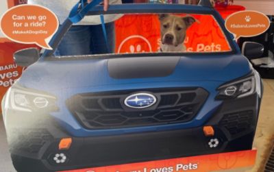 Noodle Loves Subaru