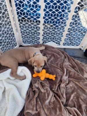 Pet Adoption