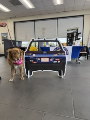 I.G. Burton Subaru: Helping Senior Dogs Find Their Forever Homes