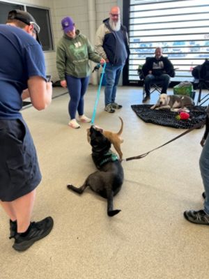 PA caring for K9s Dog Rescue