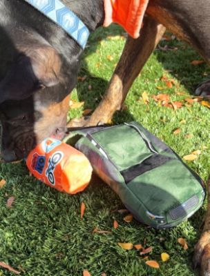 Boise Subaru Loves Pets!