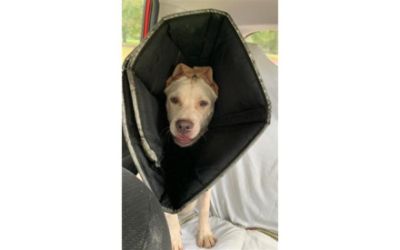Subaru Loves Pets - Humane Society of Southern IL