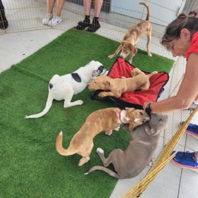 Pet Rescue by Judy Requested an Earlier-Than-Usual Adoption Event & Sport Subaru Obliged