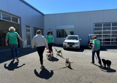 Lucky Pup on St. Patrick's