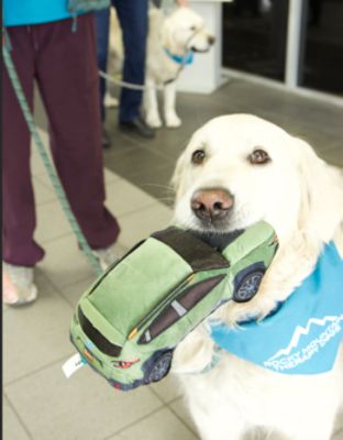 ROCKY MOUNTAIN THERAPY DOGS SPREAD LOVE AND COMFORT AT MARK MILLER SUBARU SOUTH TOWNE