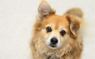 Helping Homeless Pets Like Rusty Find New Homes