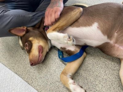 July Rescue Event