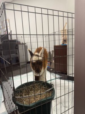 Zeus the Alpaca from Nash Hill Farms