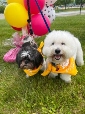 Walk & Wag was a success!