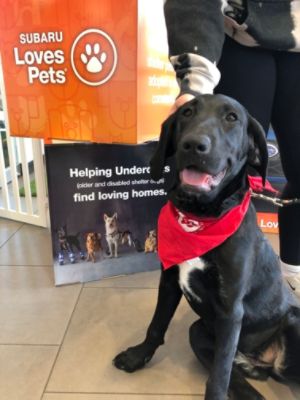 Subaru Loves Pets Adoption Event