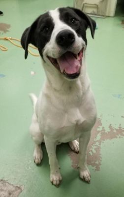 Spot (finally) Goes Home!