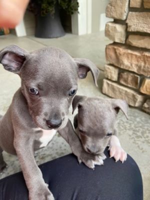 Underdog Puppies Thrive Thanks to the Subaru Love Promise! 