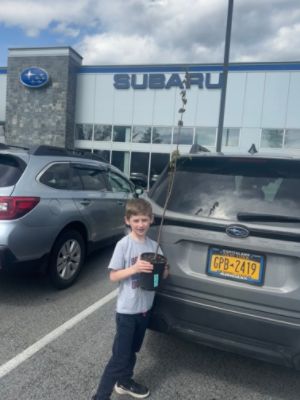 Our Subaru Tree