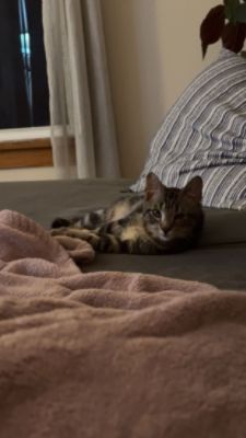 Rascal