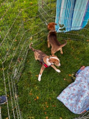 Annual Pet Adoption Event