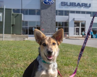 Concordville Subaru & TLC Rescue - - Together Saving Dogs Lives