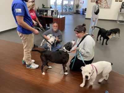 Sunset Hills Subaru and the APA: Making a Dog’s Day Together