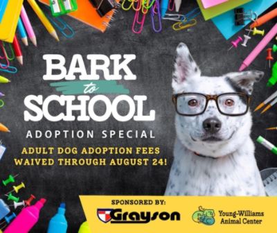 Grayson Helps 100+ Pets Find Homes!