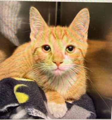 Sweet little Brothers ... Mohawk Hudson Humane Society and Goldstein Subaru