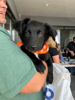 Wenatchee Valley Humane Society and  Subaru Loves Pets Adoption Event