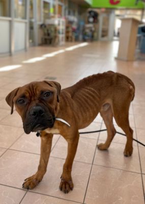 Bergstrom Subaru supports local humane society