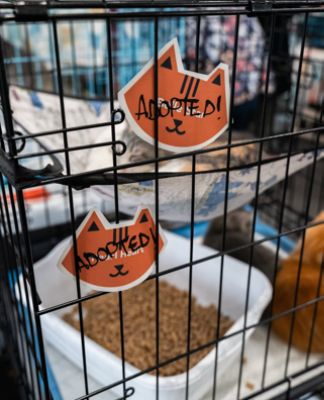 Cats, Community, and Compassion: Tips & Tails Adoption Event