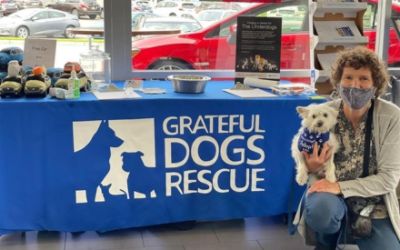 Serramonte Subaru's Dog Adoption Event