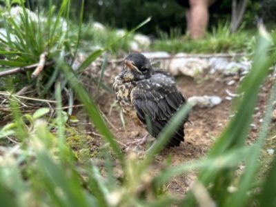 A Little Life With Big Wings 