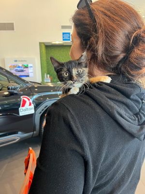 Lyra the Subie Kitty