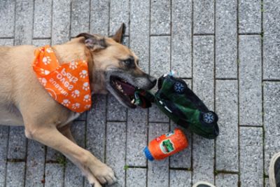 Celebrating Subaru Loves Pets Month with Bryan Subaru -Rebecca N