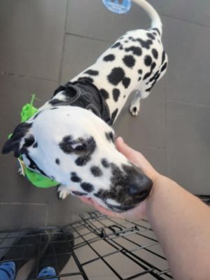Subaru Loves The Animal League Pets!