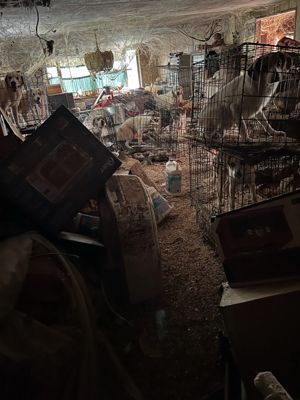 Hoarding Dogs