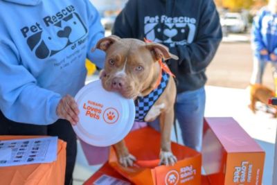 Wagging Tails at Haldeman Subaru: A Successful Pet Rescue of Mercer Adoption Day