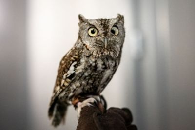 Birds of a Feather: Iowa Bird Rehabilitation and Ramsey Subaru