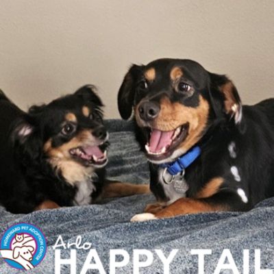 Michaels Subaru x Homeward Pet Adoption Center Partnership