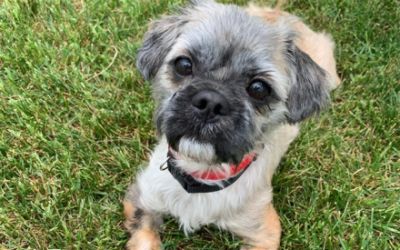 Bergstrom Subaru Supports Homeless Animals!