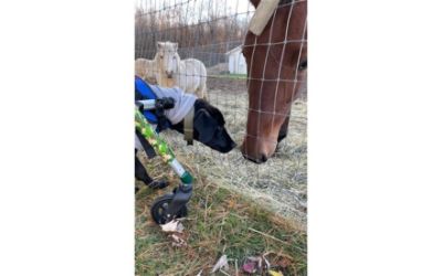 Gus the Underdog Guest of Honor