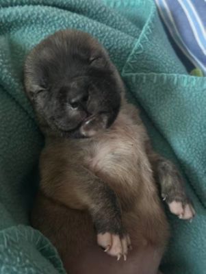 Little Joanie - She Was Meant to Be.