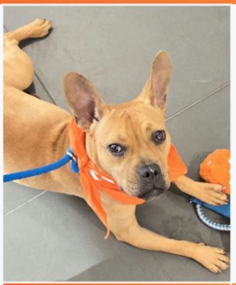 Subaru Santa Monica Pet Adoption with Los Angeles Animal Services