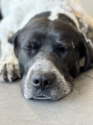 Finding Dogs Furever Homes