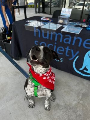 FITZGERALD COUNTRYSIDE SUBARU PET ADOPTION