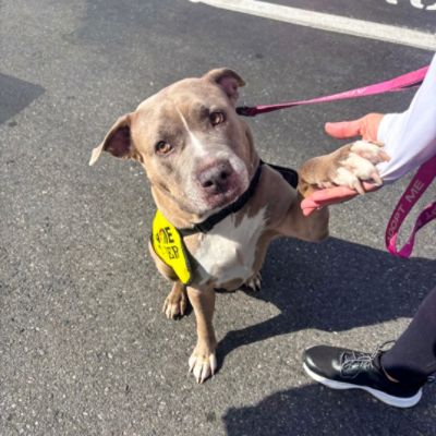 Heritage Subaru Catonsville Loves to Support BARCS