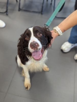 Furry Friends and Festive Fun at Ciocca Subaru of Allentown!