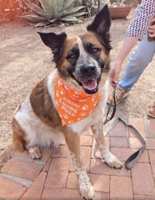 Making Dog Days of Summer Even More Welcoming