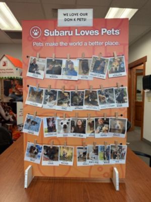 Subaru Loves Pets