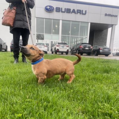 A Buick at Brilliance Subaru 